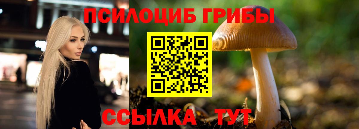 Владимир  где можно купить наркотик  Вход с VPN  Псилоцибиновые грибы мицелий 